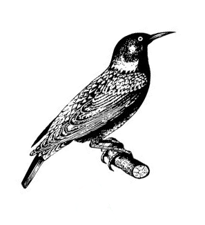 Which bird is depicted on the English Farthings of King George VI?