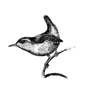 Which bird is depicted on the English Farthings of King George VI?